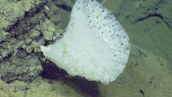 Media type: image;   Invertebrate Zoology 153111 Description: live specimen;